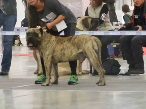 porównanie samców Hiro NS i Puntal FdV