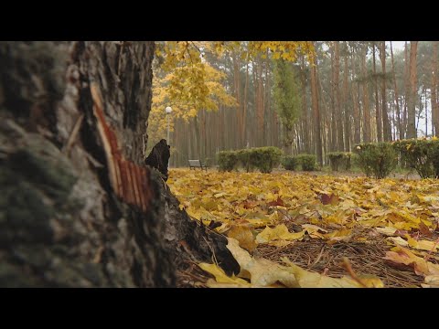 Случаев поражения деревьев в гомельских парках короедом не зафиксировано видео