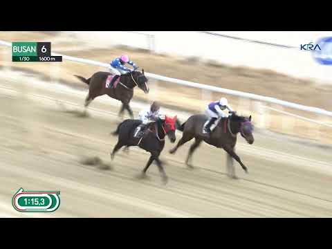 (Busan) 2026.01.30 R6 Class 5 (1600M) Handicap - Trainer Thomas Gillespie 400th winner in Korea