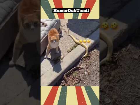 சிங்கம் சிங்கிளாதா வரும் | #humordubtamil #catfunny #funnyanimals #animallovers #shortsfeed #funny