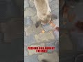 Feeding Our Hungry Friends #trending #viral #pets #petsofinstagram #amazing