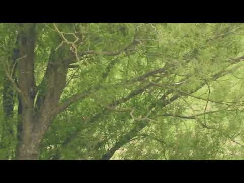 Reichlich Beute bracht ich heim