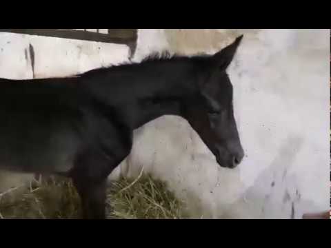 colt Don Index - Furstenball, just born!