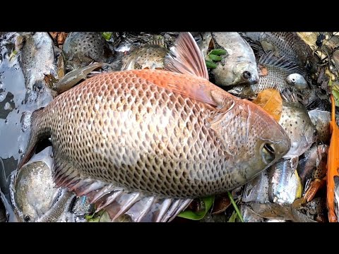 EP179:PART1-SULIT ANG LAMIG SA DAMI NG HULI/PAGPANDAW NG GANGO