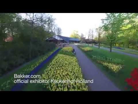 Blommande tulpaner från Bakker på Keukenhofs blomsterutställning