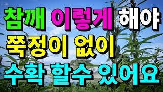 참깨 수확시기 빨라질수도 있으니 지금 중요해요.수확하기 몇일전까지 해야할까요? 참깨순지르기 시기와 참깨순지르…