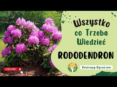 Projektantka Ogrodów zdradza sekrety uprawy Rododendronów