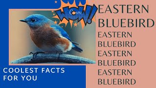 Eastern Bluebird facts 🦜 state bird of Missouri  and New York 🇺🇸