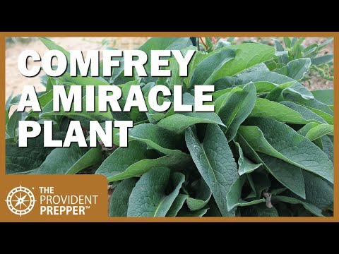 How to Propagate, Grow and Use Comfrey