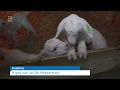 Lammetjes knuffelen in Ouddorp