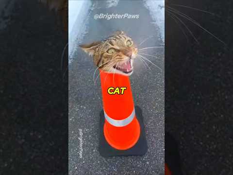 I Found a Cat Stuck in THIS... You Won't Believe Her Reaction 💔 #animalrescue #cat