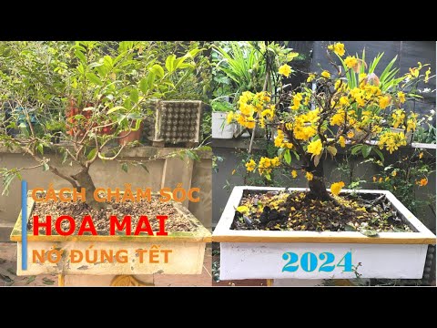 Hoa Mai | Thời Điểm Tuốt Lá Cho Mai Nở Đúng Dịp Tết 2023