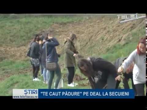 “Te caut pădure” pe deal la Secuieni