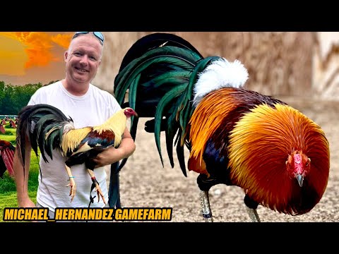 Beautiful Super Brownred Hatch Kelso And Perfection Grey Doc Robinson | MICHAEL_HERNANDEZ GAMEFARM