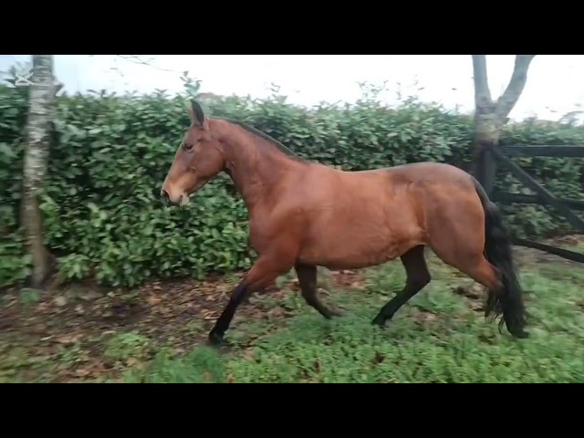 POTRA YEGUA PRE ESCALERA DE ELITE