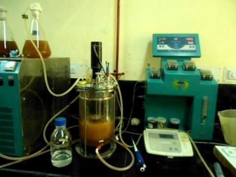 comment traiter candida krusei