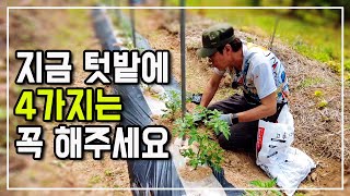 지금 텃밭에 4가지 작업을 해야 내텃밭에서 1년동안 잘 뜯어 먹을 수 있어요
