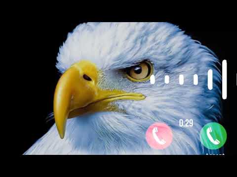 Eagle 🦅 ringtoneNew message ringtone, best sms tone, notification ringtone , notification sound