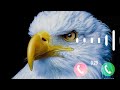 Eagle RingtoneNew Message Ringtone Best Sms Tone Notification Ringtone Notification Sound