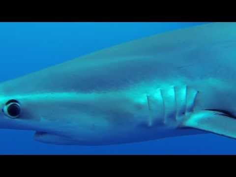 Blue Sharks in Atlantic Ocean - Azores