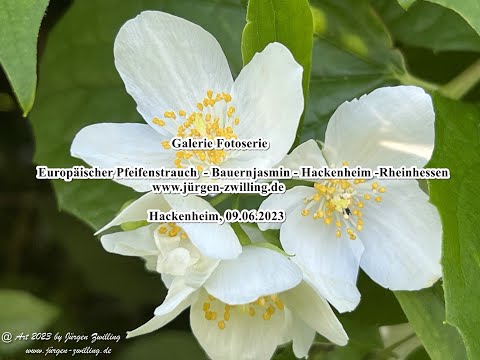 Galerie Fotoserie Europäischer Pfeifenstrauch    Bauernjasmin   Hackenheim  Rheinhessen