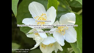 Galerie Fotoserie Europäischer Pfeifenstrauch Bauernjasmin Hackenheim Rheinhessen 