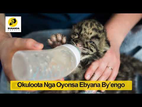 Okuloota Nga Oyonsa Ebyana By’engo - Ebirooto Namakulu Gaabyo - Buganda Ekkula