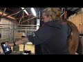 Equine Artificial Insemination