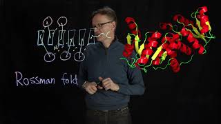 Lecture 07, concept 26: The Rossman fold - one sheet surrounded by helices