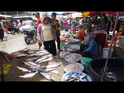 Plenty Rural Fish Bring From Province Daily - The Third Site Distribute Fish, Dry Fish & Seafood