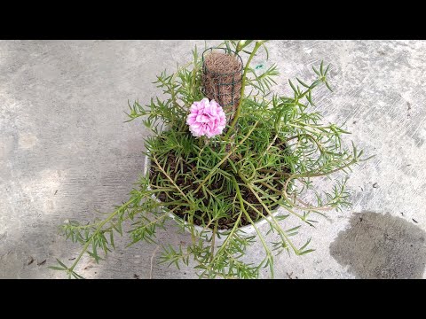 Repotting Portulaca Grandiflora   My New Houseplant Collection