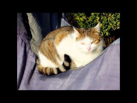 April March and Steve Hanft - Sun Machine.avi