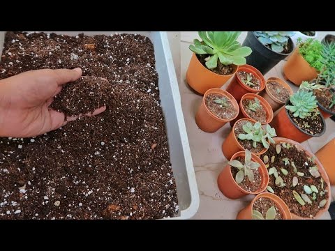 download lagu mp3 mp4 How To Make Potting Soil For Succulents, download lagu How To Make Potting Soil For Succulents gratis, unduh video klip How To Make Potting Soil For Succulents