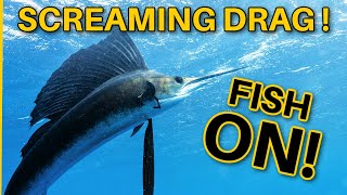 Biggest Sailfish of My Life on Light Tackle | Florida Keys Sailfish Season (Flashback Friday)