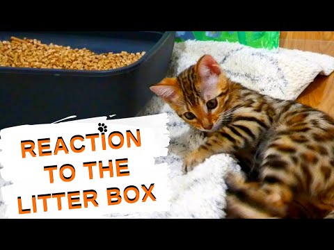 Bengal cat Sonya doesn't like new litter box and mat