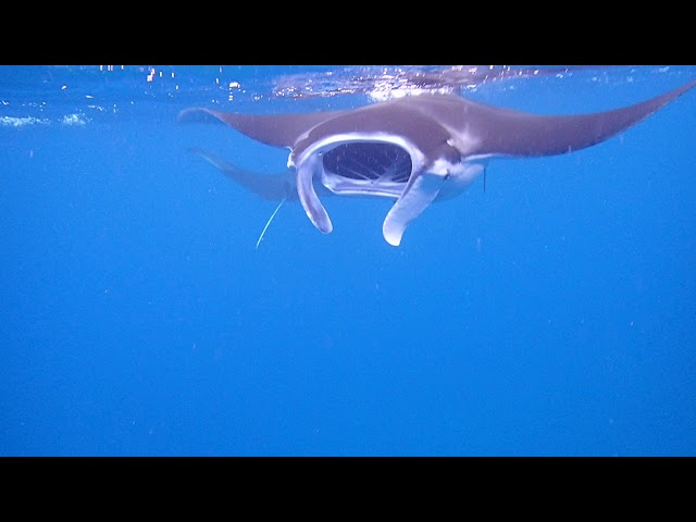 ダイブハウスマンタ石垣島