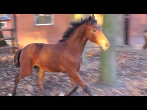 Quantensprung Stutfohlen