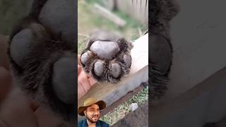 Anatomia da Pata da Onça