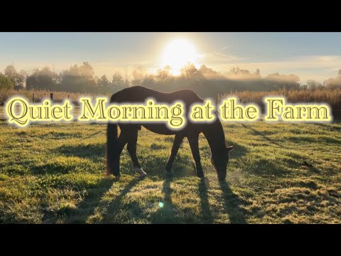 Quiet Morning Enjoying Misty Sunrise at the Farm
