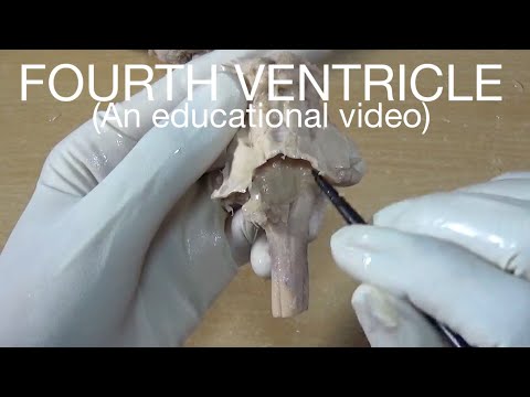FOURTH VENTRICLE - (An educational video)