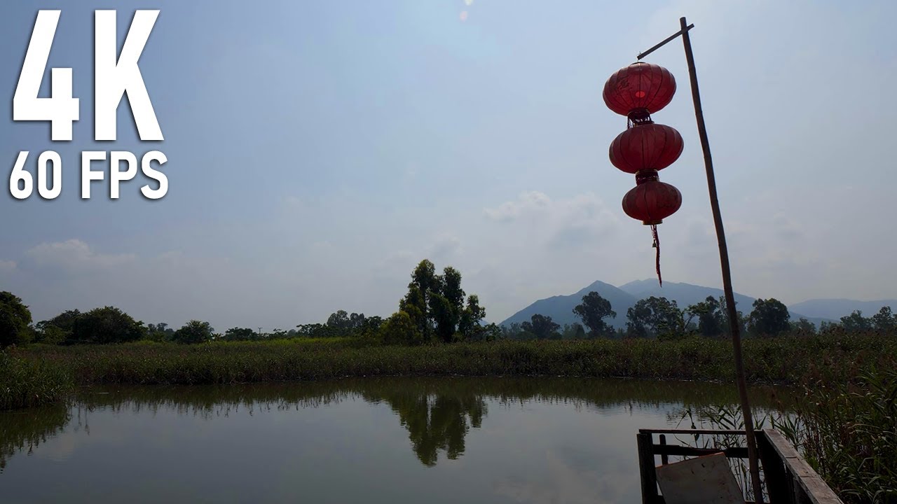 A peaceful walk through Nam Sang Wai Wetlands – birds, rivers, and endless reeds