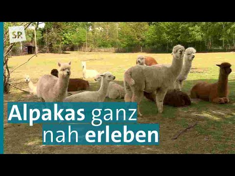 Zu Besuch bei den Saar Alpakas im Naherholungsgebiet "Almet" | Saar Natur