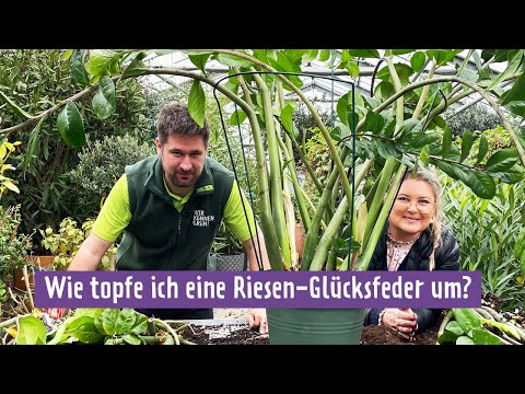 Glücksfedern und andere Zimmerpflanzen pflegen | MDR Garten