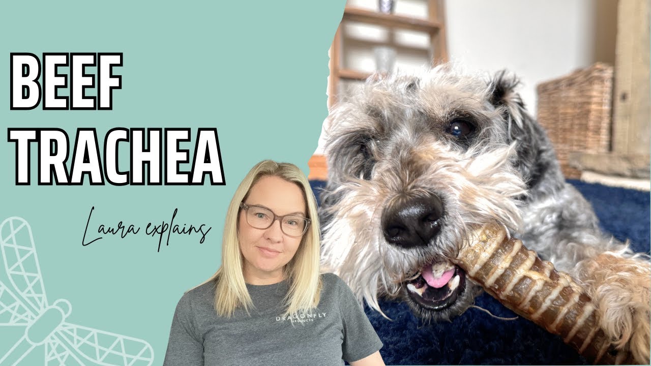 The Benefits of Beef Trachea for Dogs | Video