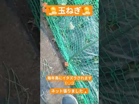 鳥が苗木の種子を食べるのを防ぐ 庭の草