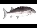 Fish Spinning To Funky Town Extended For 10 Hours