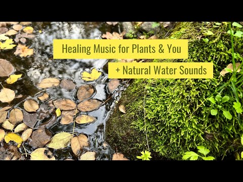 Healing Frequency for Plants & Humans | Deeply Relaxing Music with Water Sounds