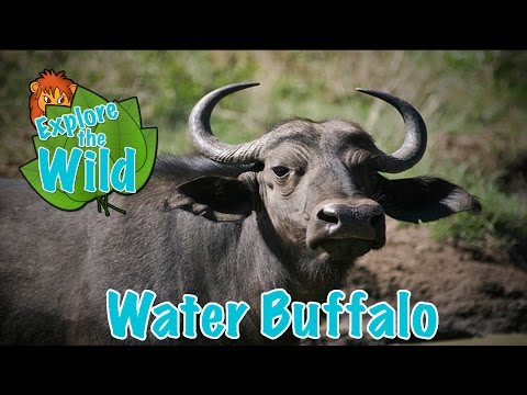 Water Buffalo on Explore the Wild