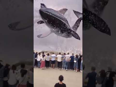 world biggest blue whale 🐳 ( real video )😯😲😨