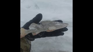 Омск отчет о рыбалке 2019